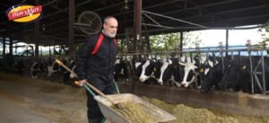 Sustainable dairy farm with cows grazing in an open pasture